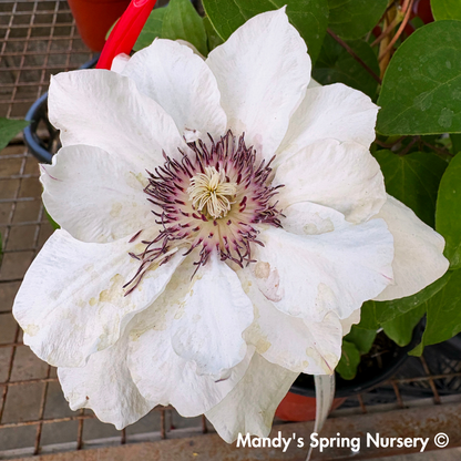 Boulevard® Ninon Clematis