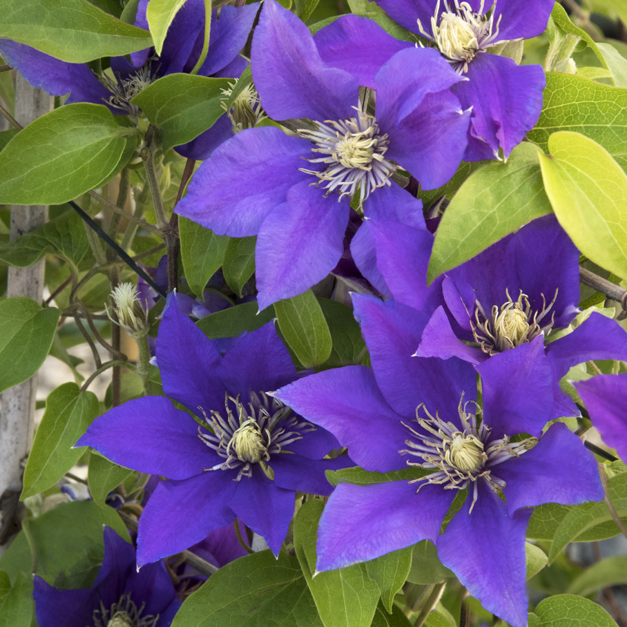 Boulevard® Olympia™ Clematis