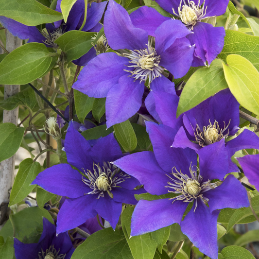 Boulevard® Olympia™ Clematis
