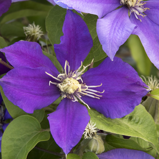 Boulevard® Olympia™ Clematis