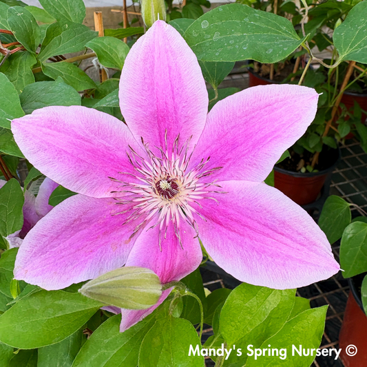 Boulevard® Yuan™ Clematis