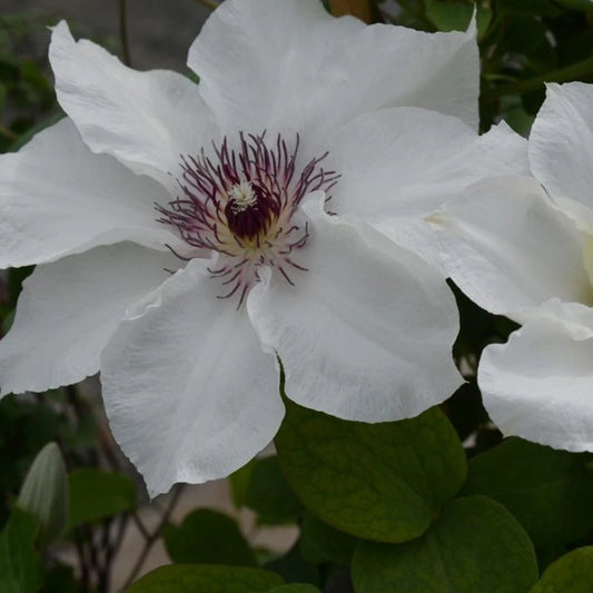 Boulevard® Ninon Clematis