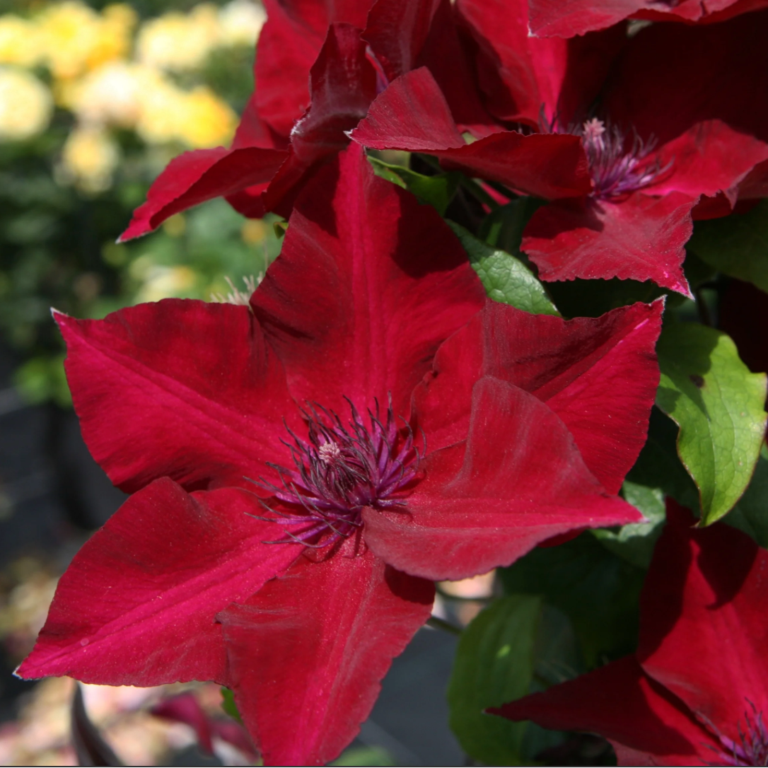 Boulevard® Nubia Clematis