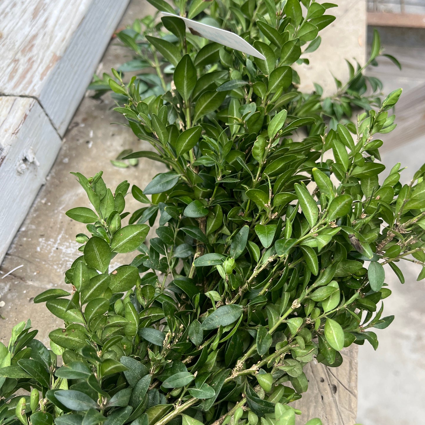 Boxwood Garland & Roping - Hypoallergenic (PRE-ORDER)