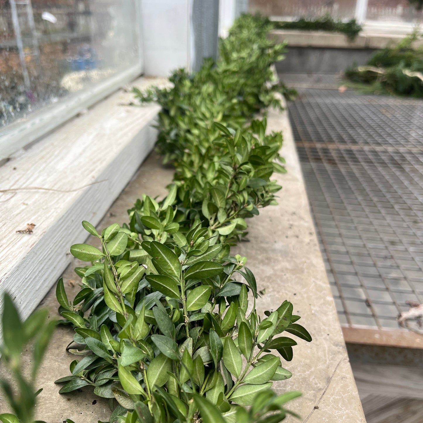 Boxwood Garland & Roping - Hypoallergenic (PRE-ORDER)