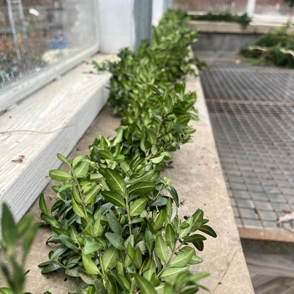 Boxwood Garland & Roping - Hypoallergenic (PRE-ORDER)