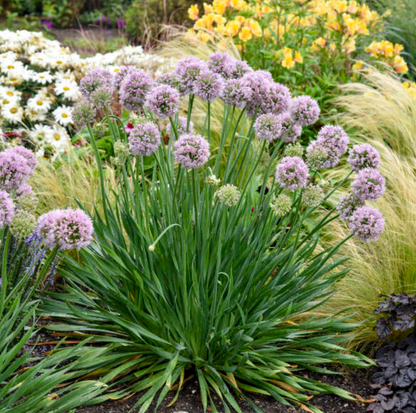 'Bubble Bath' Allium
