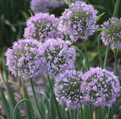 'Bubble Bath' Allium