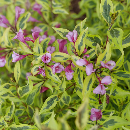 Bubbly Wine® Weigela | Weigela florida