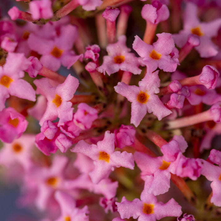 Trippy Pink® Butterfly Bush | Buddleia davidii 'Bailbudone'