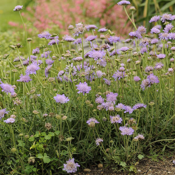 Butterfly Blue Pincushion | Scabiosa columbaria