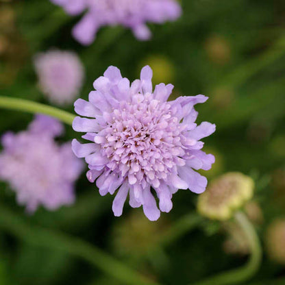 Butterfly Blue Pincushion | Scabiosa columbaria