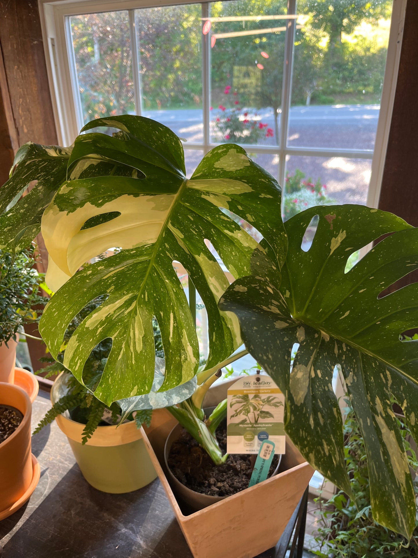 Mandy's Indoor Plants