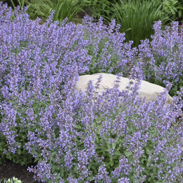 'Cat's Meow' Catmint | Nepeta faassenii