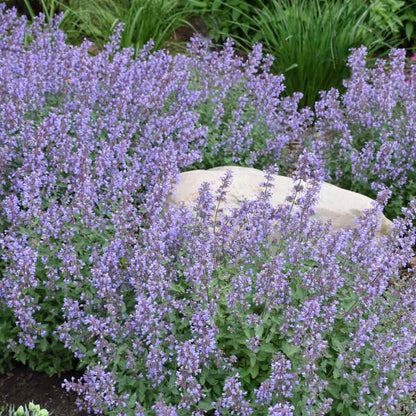 'Cat's Meow' Catmint | Nepeta faassenii
