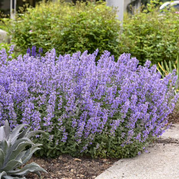 'Cat's Meow' Catmint | Nepeta faassenii