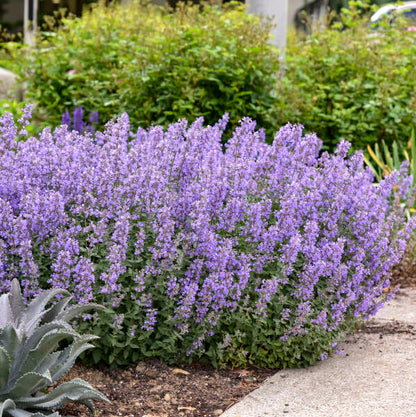 'Cat's Meow' Catmint | Nepeta faassenii