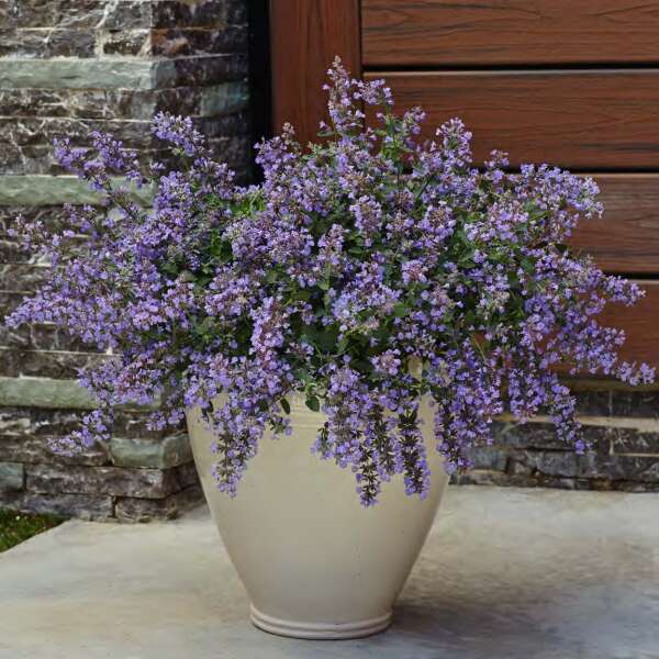 'Cat's Meow' Catmint | Nepeta faassenii