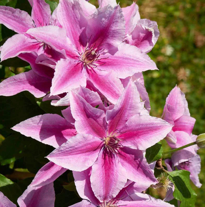 Boulevard® Yuan™ Clematis