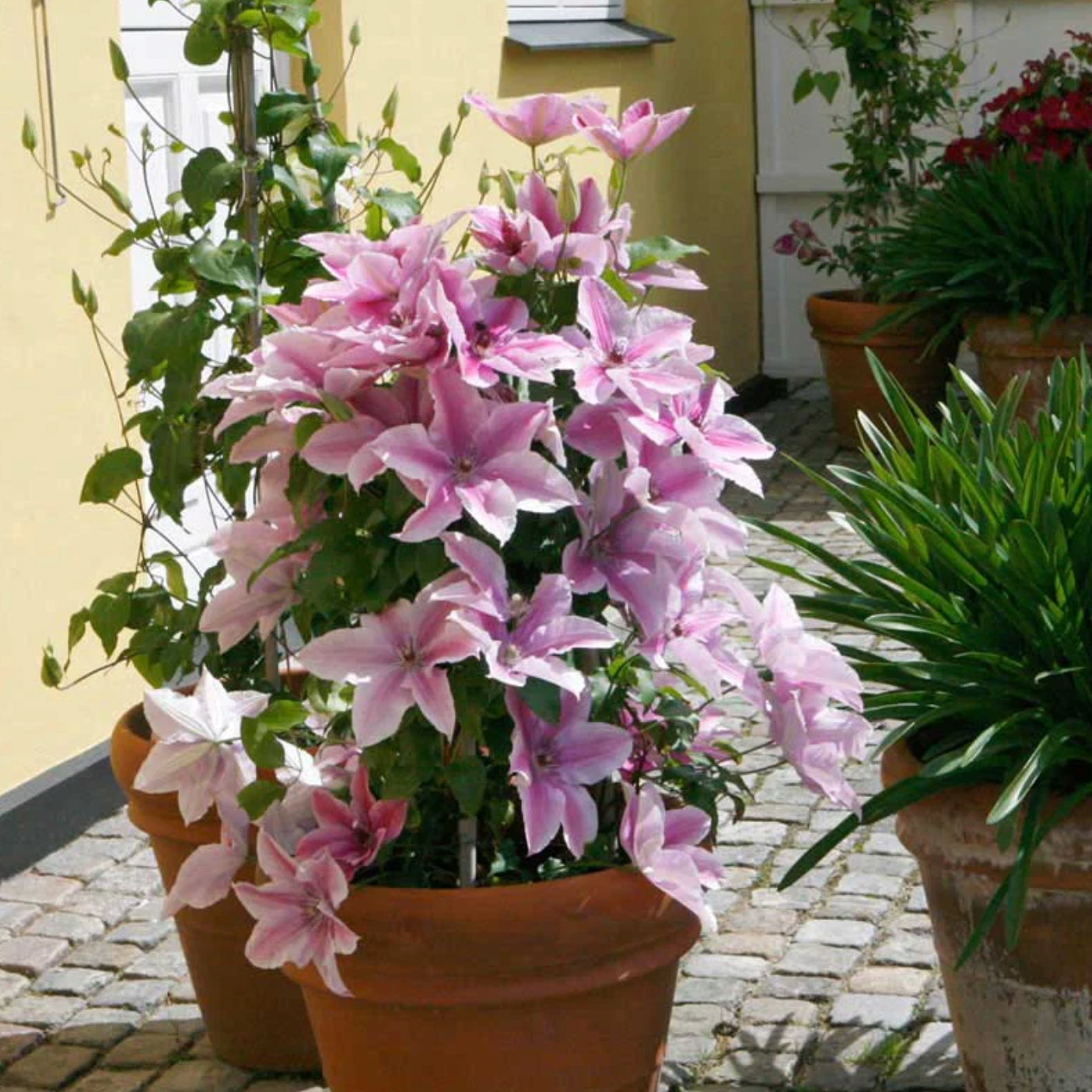 Boulevard® Yuan™ Clematis