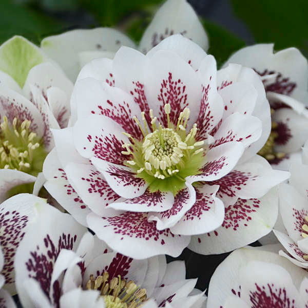 'Confetti Cake' Lenten Rose | Hellebore