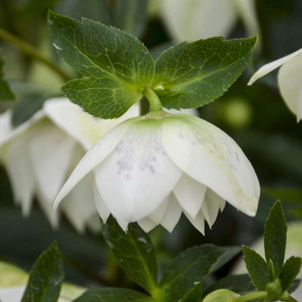 'Confetti Cake' Lenten Rose | Hellebore