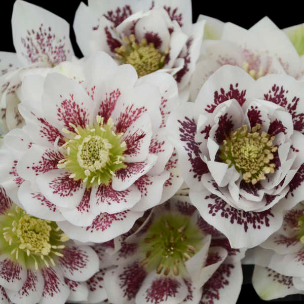 'Confetti Cake' Lenten Rose | Hellebore