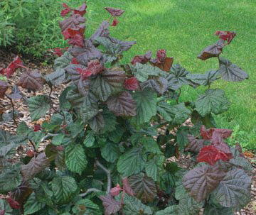 Red Dragon European Hazelnut | Corylus avellana contorta