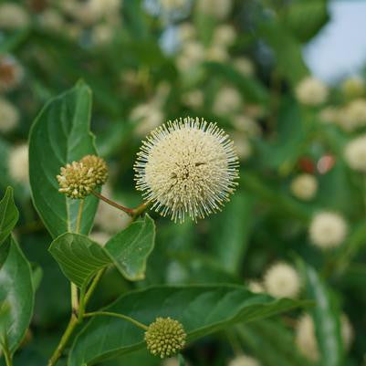 'Crimson Comet' Buttonbush | Cephalanthus occidentalis