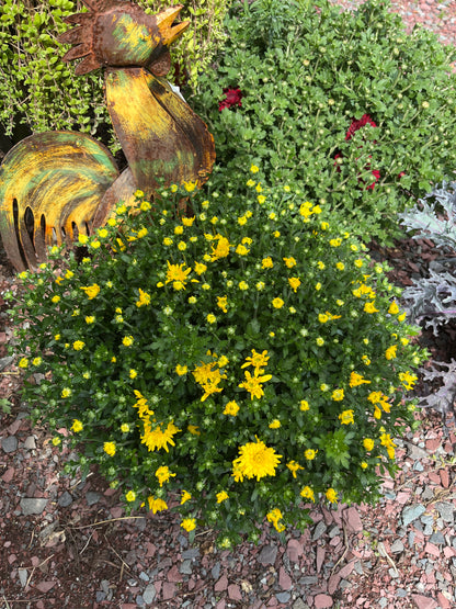 Mums & Kale Fall Assorted