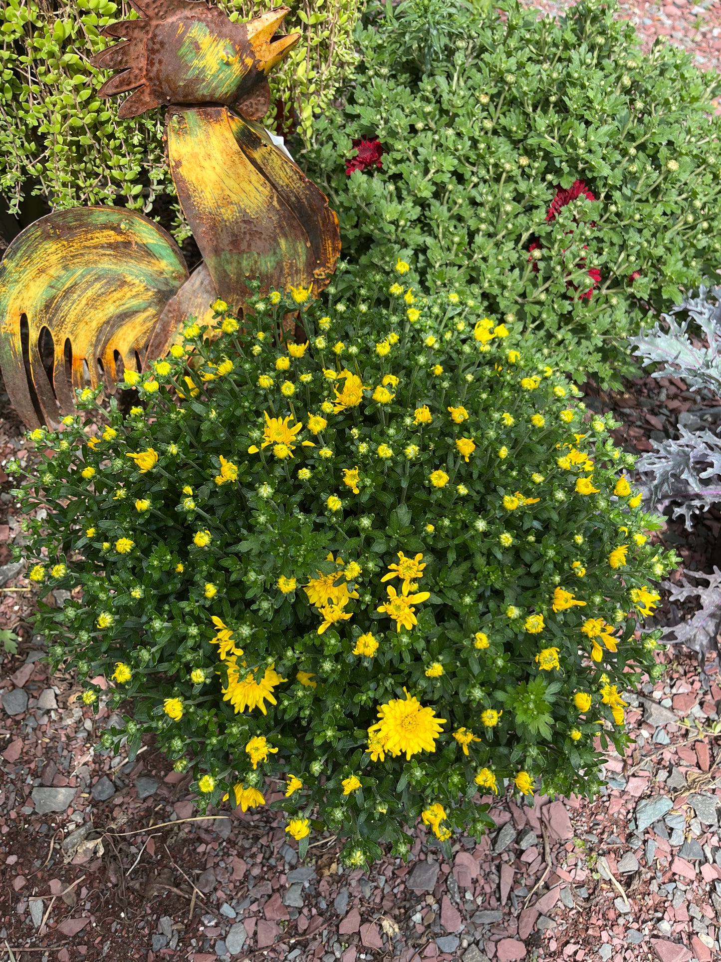 Assorted Fall Mums & Kale