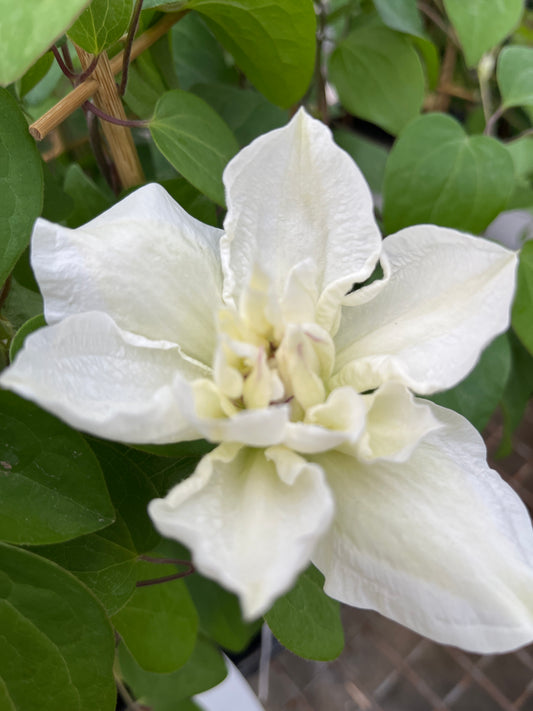 Boulevard® Ninon Clematis