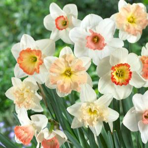 Daffodils - Pink Mixture