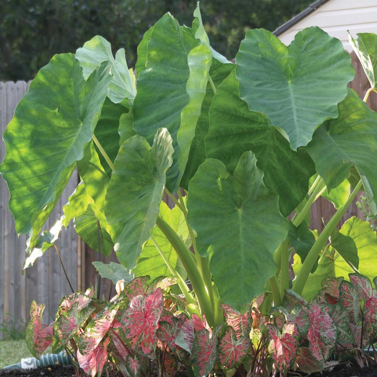 Elephant Ear | Colocasia Esculenta