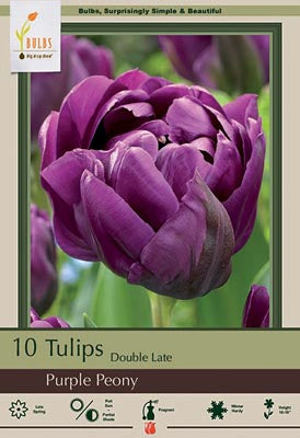 Double Late Purple Peony Tulip