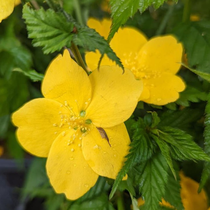 Golden Guinea Japanese Kerria | Kerria japonica