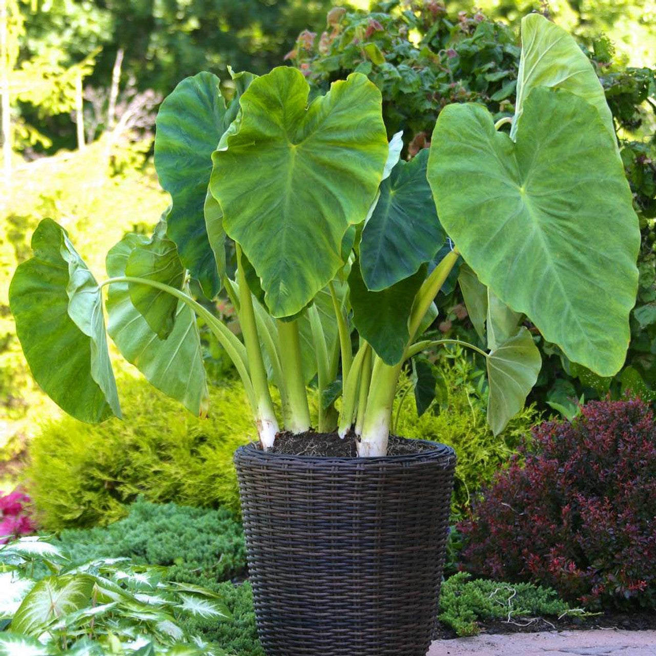 Elephant Ear | Colocasia Esculenta