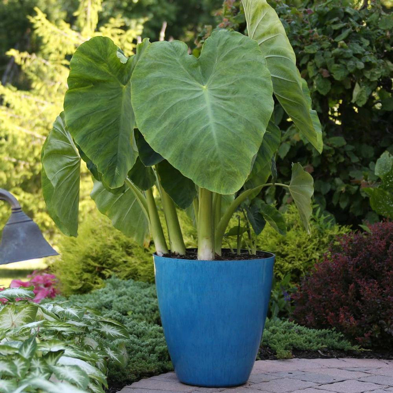 Elephant Ear | Colocasia Esculenta