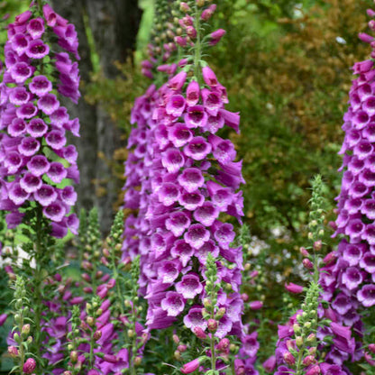 'Dalmatian Purple' Foxglove | Digitalis purpurea