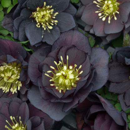 'Dark and Handsome' Lenten Rose | Hellebore