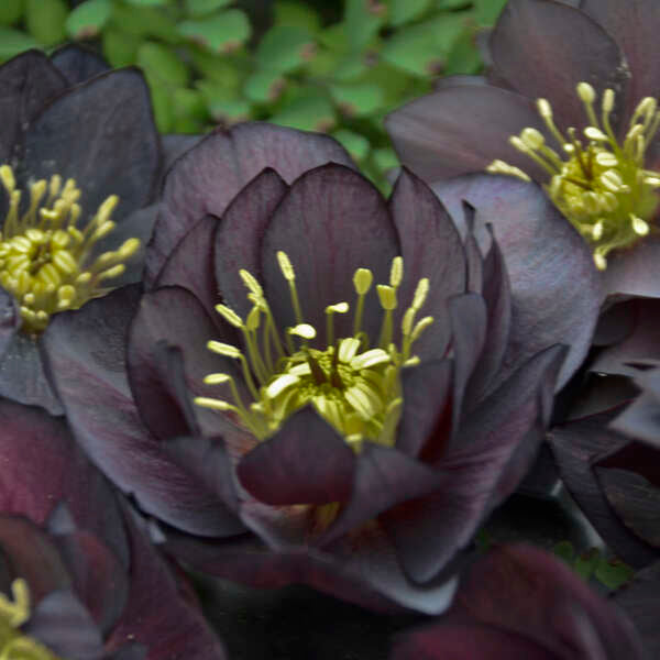 'Dark and Handsome' Lenten Rose | Hellebore