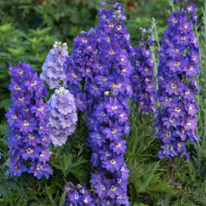 Delphinium New Zealand 'Stars'
