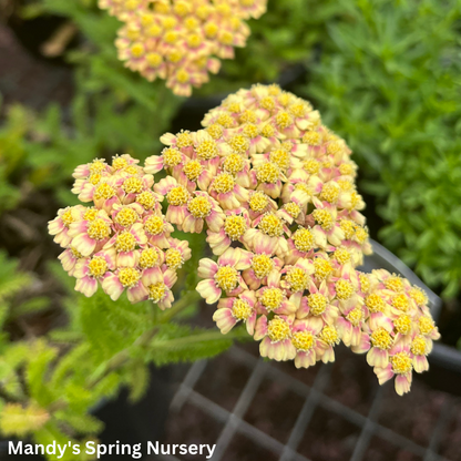 'Desert Eve™ Terracotta' Yarrow | Achillea millefolium Monrovia