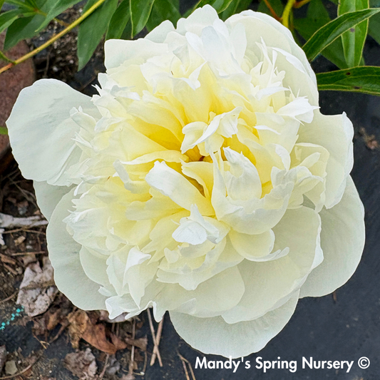Duchesse de Nemours Peony | Paeonia lactiflora