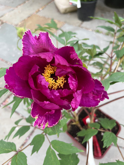 Maroon Tree Peony