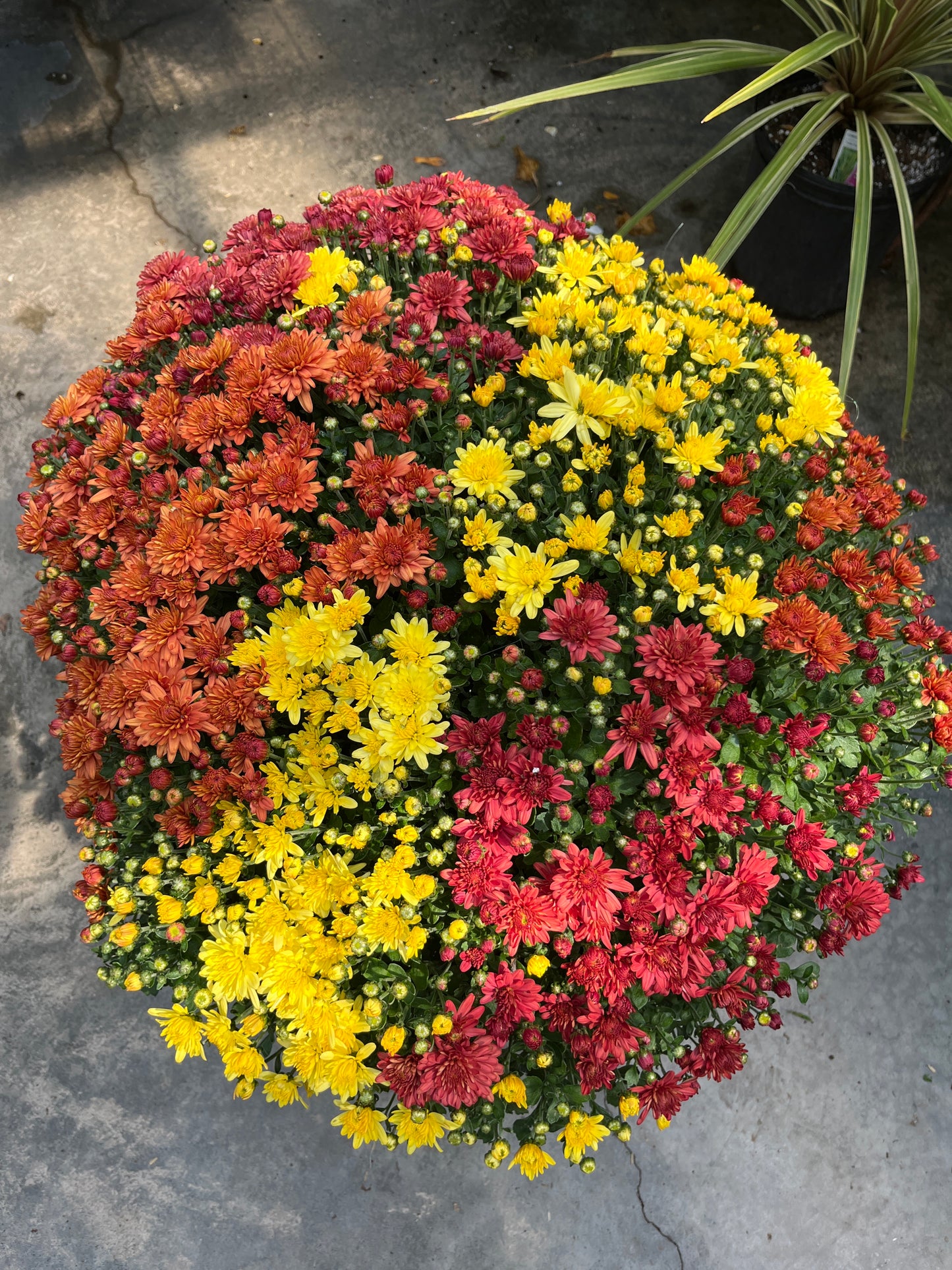 Mums & Kale Fall Assorted