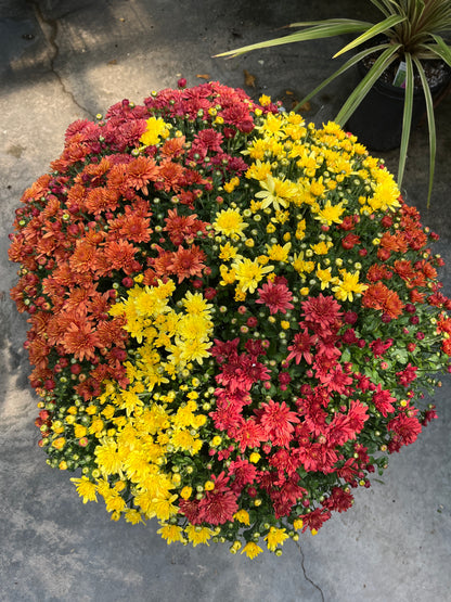 Mums & Kale Fall Assorted