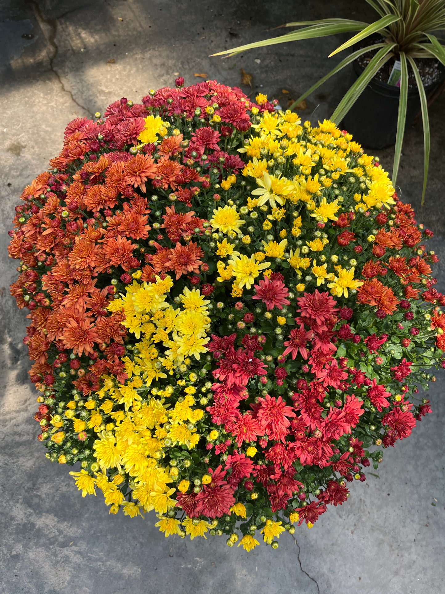 Assorted Fall Mums & Kale