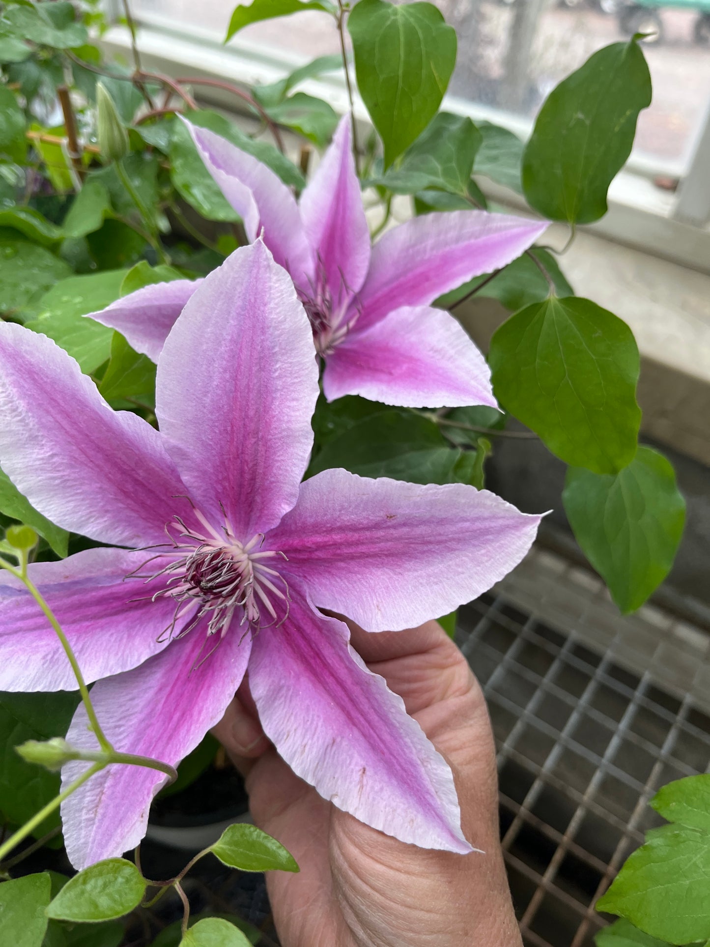 Boulevard® Yuan™ Clematis
