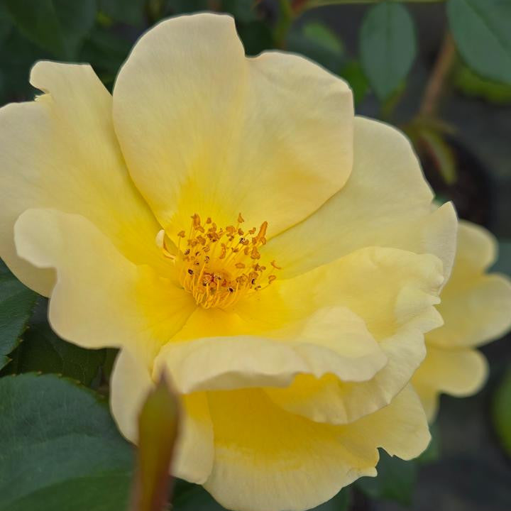 Easy Bee-zy Knock Out Rose Tree-Form | Rosa